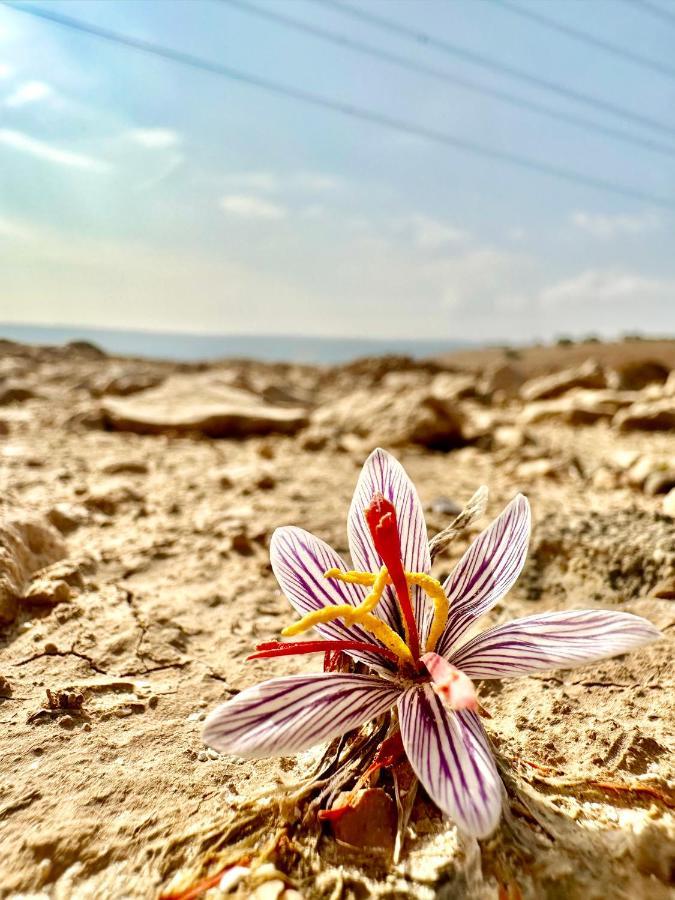 Wadi Al-Wala View Camp Hotel Madaba Eksteriør billede